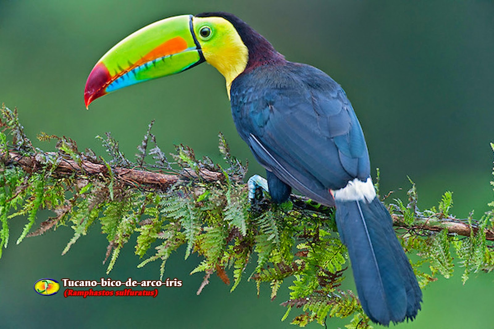 Zoologia Tucanobicodearcoíris (Ramphastos sulfuratus)